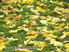 Pict0107.jpg